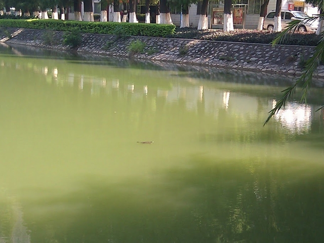 在水塘里冒泡的小龟